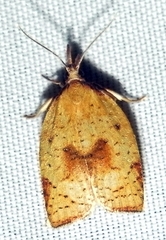 Sparganothis xanthoides