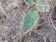 Opuntia cespitosa