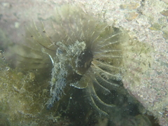 Acromegalomma vesiculosum