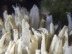 Polymastia penicillus