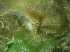 Acromegalomma vesiculosum