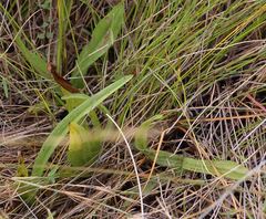 Cynorkis lindleyana
