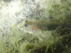 Pomatoschistus microps