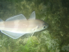 Trisopterus luscus