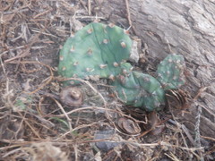 Opuntia cespitosa