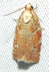 Archips semiferanus