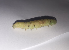 Lepidoptera