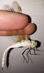 Anax ephippiger