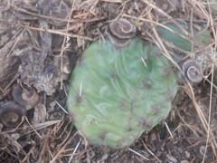 Opuntia cespitosa