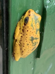 Hyperolius glandicolor