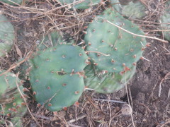 Opuntia cespitosa