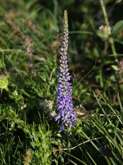 Veronica barrelieri barrelieri