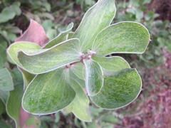 Hakea elliptica
