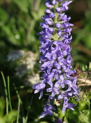 Veronica barrelieri barrelieri