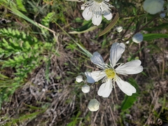 Clematis hexapetala