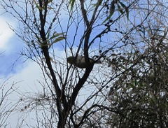 Zosterops lateralis chloronotus