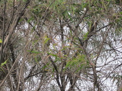 Zosterops lateralis chloronotus