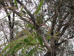 Zosterops lateralis chloronotus