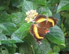 Junonia elgiva
