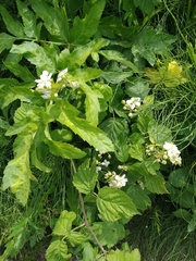 Rubus caesius