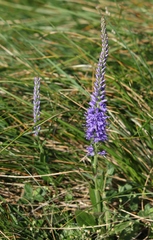 Veronica barrelieri barrelieri