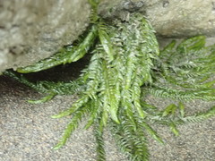 Fontinalis neomexicana