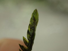 Fontinalis neomexicana