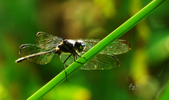 Libellulidae