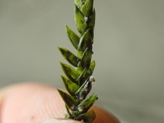 Fontinalis neomexicana