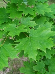 Acer platanoides