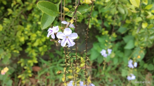 Duranta erecta
