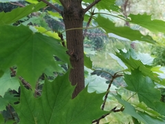 Acer platanoides
