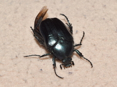 Cotinis antonii