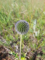 Echinops latifolius