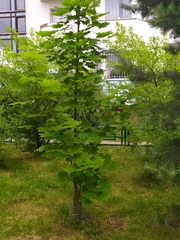 Acer platanoides