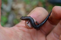 Desmognathus carolinensis