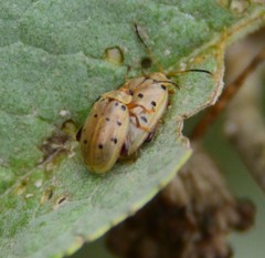 Walterianella durangoensis