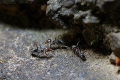 Iridomyrmex suchieri