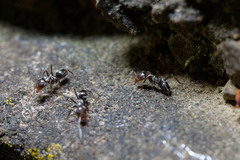 Iridomyrmex suchieri