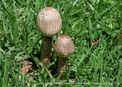 Macrolepiota colombiana