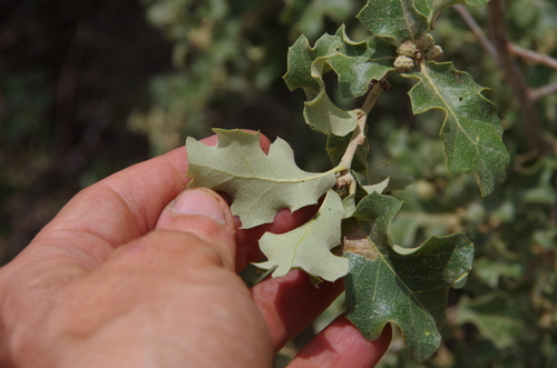 Image of Quercus pungens by (c) Eric Knight, some rights reserved (CC BY)