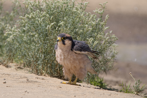 Lanner Falcon