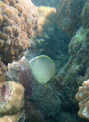 Chaetodon guttatissimus