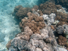 Cladiella