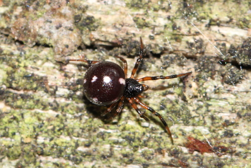 Crustulina guttata
