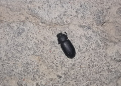 Tenebrionidae