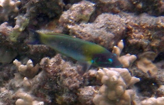 Thalassoma genivittatum