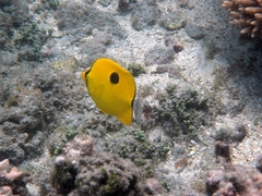 Chaetodon interruptus