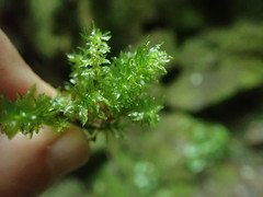 Atrichum selwynii