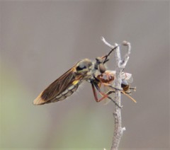 Brachyrhopalinae